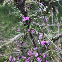 Glycine clandestina at Watson, ACT - 8 Oct 2020