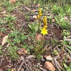 Bulbine bulbosa (Golden Lily) at Watson, ACT - 8 Oct 2020 by Kristi