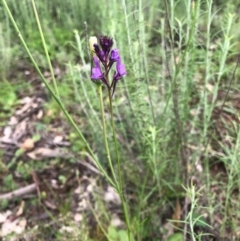 Linaria pelisseriana (Pelisser's Toadflax) at Mount Majura - 8 Oct 2020 by Kristi