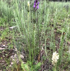 Linaria pelisseriana at Watson, ACT - 8 Oct 2020 11:56 AM