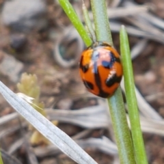 Coccinella transversalis (Transverse Ladybird) at Latham, ACT - 10 Oct 2020 by trevorpreston