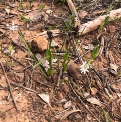 Wurmbea dioica subsp. dioica (Early Nancy) at Mount Majura - 18 Sep 2020 by Kristi