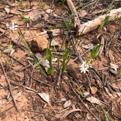 Wurmbea dioica subsp. dioica (Early Nancy) at Mount Majura - 18 Sep 2020 by Kristi