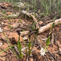 Wurmbea dioica subsp. dioica at Watson, ACT - 18 Sep 2020