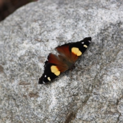 Vanessa itea (Yellow Admiral) at Springdale Heights, NSW - 9 Oct 2020 by PaulF