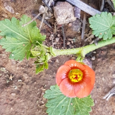Modiola caroliniana (Red-flowered Mallow) at Umbagong District Park - 10 Oct 2020 by tpreston