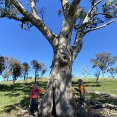 Eucalyptus bridgesiana (Apple Box) at Googong, NSW - 9 Oct 2020 by Wandiyali
