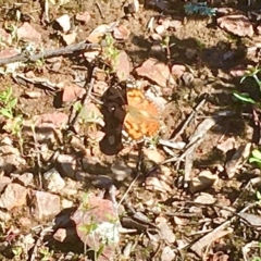 Vanessa kershawi (Australian Painted Lady) at Bruce Ridge to Gossan Hill - 9 Oct 2020 by goyenjudy