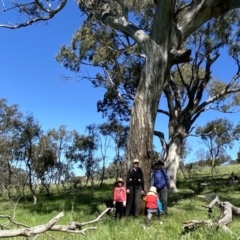 Eucalyptus melliodora (Yellow Box) at QPRC LGA - 9 Oct 2020 by Wandiyali
