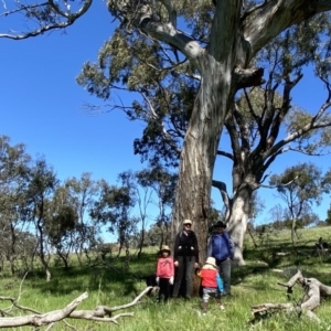 Eucalyptus melliodora at Googong, NSW - 10 Oct 2020 10:28 AM