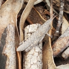 Acrididae sp. (family) (Unidentified Grasshopper) at Latham, ACT - 10 Oct 2020 by trevorpreston