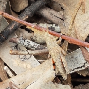 Acrididae sp. (family) at Latham, ACT - 10 Oct 2020