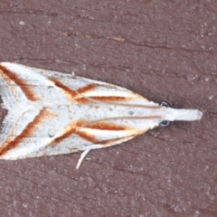 Arotrophora arcuatalis (Banksia Boring Moth) at Lilli Pilli, NSW - 7 Oct 2020 by jb2602