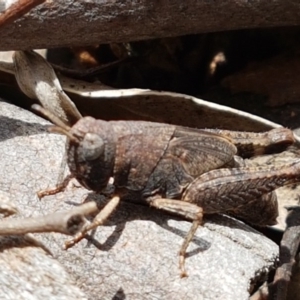 Acrididae sp. (family) at Latham, ACT - 10 Oct 2020