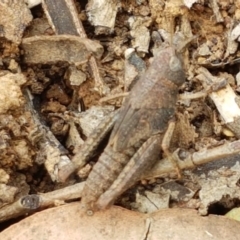 Acrididae sp. (family) at Latham, ACT - 10 Oct 2020