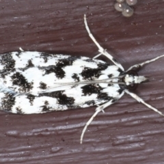 Eudonia aphrodes (A Crambid moth) at Lilli Pilli, NSW - 7 Oct 2020 by jb2602