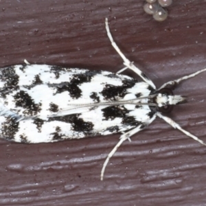 Eudonia aphrodes at Lilli Pilli, NSW - 7 Oct 2020