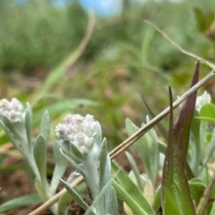 Pseudognaphalium luteoalbum (Jersey Cudweed) at Hughes Grassy Woodland - 10 Oct 2020 by KL