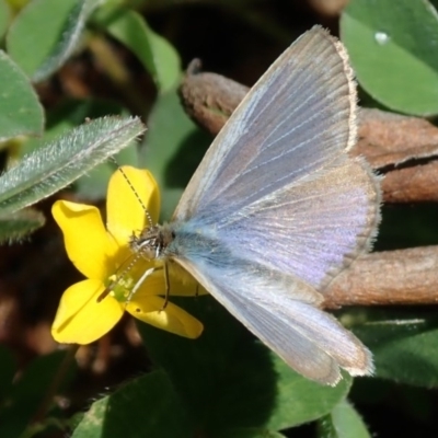 Zizina otis (Common Grass-Blue) at Kuringa Woodlands - 8 Oct 2020 by Laserchemisty