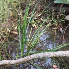 Unverified Plant at Narrawallee Foreshore and Reserves Bushcare Group - 8 Oct 2020 by Evelynm