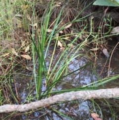 Unidentified Plant (TBC) at Garrads Reserve Narrawallee - 8 Oct 2020 by Evelynm
