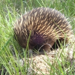Tachyglossus aculeatus (Short-beaked Echidna) at Fraser, ACT - 10 Oct 2020 by Laserchemisty