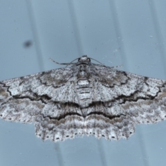 Cleora displicata (A Cleora Bark Moth) at Lilli Pilli, NSW - 7 Oct 2020 by jb2602