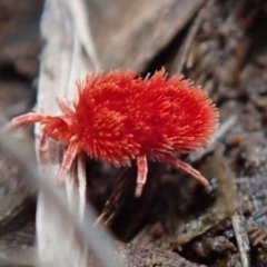 Trombidiidae (family) (Red velvet mite) at Kuringa Woodlands - 10 Oct 2020 by Laserchemisty