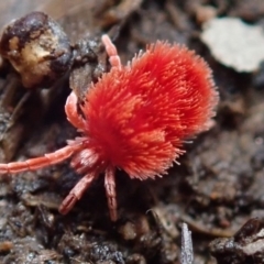 Trombidiidae (family) at Fraser, ACT - 10 Oct 2020