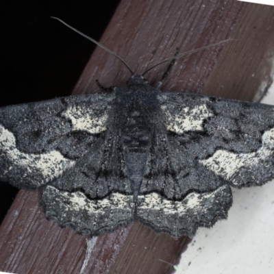 Melanodes anthracitaria (Black Geometrid) at Lilli Pilli, NSW - 7 Oct 2020 by jb2602