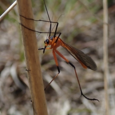 Harpobittacus australis (Hangingfly) at Fraser, ACT - 10 Oct 2020 by Laserchemisty
