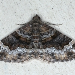 Epyaxa sodaliata (Sodaliata Moth, Clover Moth) at Lilli Pilli, NSW - 7 Oct 2020 by jb2602