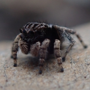 Maratus vespertilio at Fraser, ACT - 10 Oct 2020