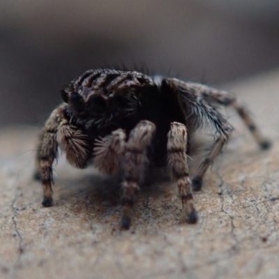 Maratus vespertilio (Bat-like peacock spider) at Kuringa Woodlands - 10 Oct 2020 by Laserchemisty