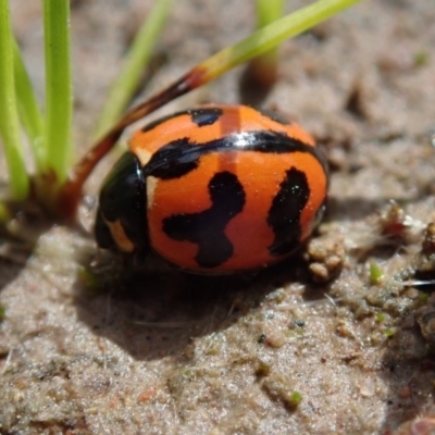 Coccinella transversalis (Transverse Ladybird) at Kuringa Woodlands - 10 Oct 2020 by Laserchemisty