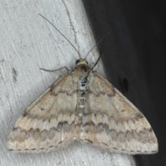 Scopula rubraria (Reddish Wave, Plantain Moth) at Lilli Pilli, NSW - 7 Oct 2020 by jbromilow50