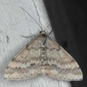 Scopula rubraria at Lilli Pilli, NSW - 7 Oct 2020