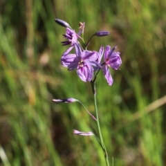 Arthropodium fimbriatum (Nodding Chocolate Lily) at Wodonga, VIC - 10 Oct 2020 by KylieWaldon