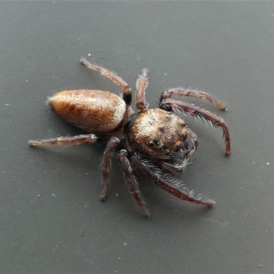 Opisthoncus sp. (genus) (Unidentified Opisthoncus jumping spider) at Kambah, ACT - 10 Oct 2020 by HarveyPerkins