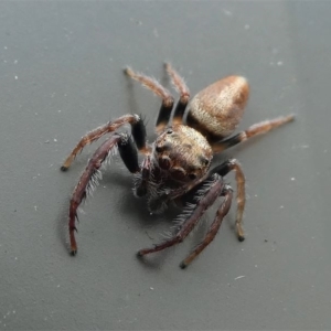 Opisthoncus sp. (genus) at Kambah, ACT - 10 Oct 2020