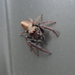 Opisthoncus sp. (genus) at Kambah, ACT - 10 Oct 2020