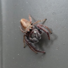 Opisthoncus sp. (genus) at Kambah, ACT - 10 Oct 2020