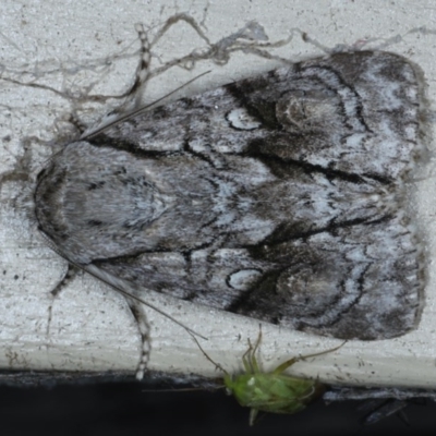 Fascionycta fasciata (Acronictinae Moth) at Lilli Pilli, NSW - 7 Oct 2020 by jb2602