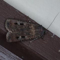 Agrotis infusa (Bogong Moth, Common Cutworm) at Lilli Pilli, NSW - 7 Oct 2020 by jbromilow50