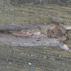 Destolmia lineata (Streaked Notodontid Moth) at Lilli Pilli, NSW - 7 Oct 2020 by jb2602