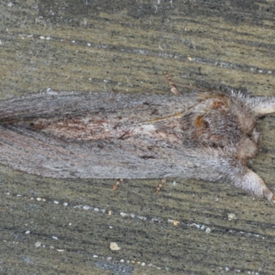 Destolmia lineata (Streaked Notodontid Moth) at Lilli Pilli, NSW - 7 Oct 2020 by jb2602