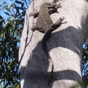 Varanus varius at Black Range, NSW - 10 Oct 2020