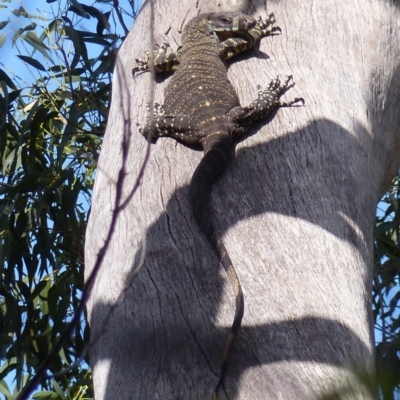 Varanus varius (Lace Monitor) at Black Range, NSW - 10 Oct 2020 by MatthewHiggins