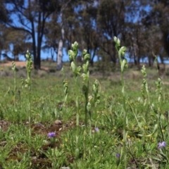 Hymenochilus bicolor (ACT) = Pterostylis bicolor (NSW) (Black-tip Greenhood) at Gundaroo, NSW - 10 Oct 2020 by MaartjeSevenster