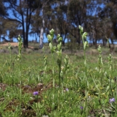 Hymenochilus bicolor (ACT) = Pterostylis bicolor (NSW) (Black-tip Greenhood) at MTR591 at Gundaroo - 10 Oct 2020 by MaartjeSevenster